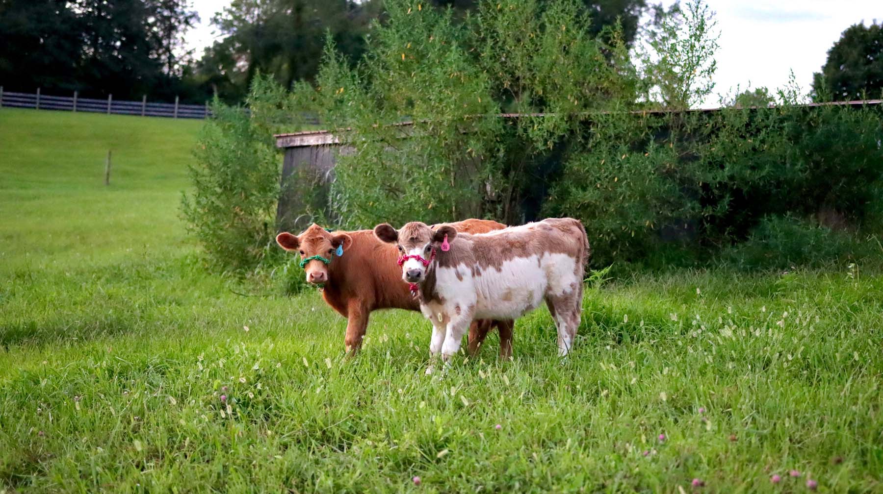 Hillcrest Farms Clinton TN