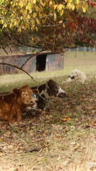 Hillcrest Farms Event Venue Clinton TN